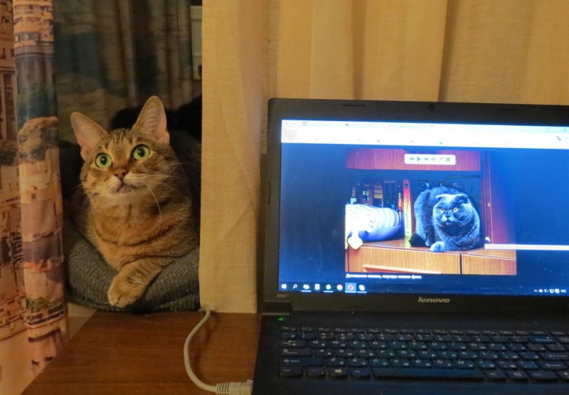 Кошки в нашей жизни. Кошки и все, что с ними связано.