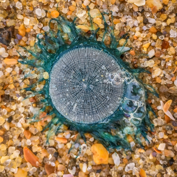 Outer Banks, North Carolina. Пляжный отдых и кое-что еще. Август 2017.