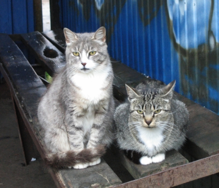Кошки в нашей жизни. Кошки и все, что с ними связано.