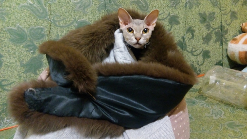 Кошки в нашей жизни. Кошки и все, что с ними связано.