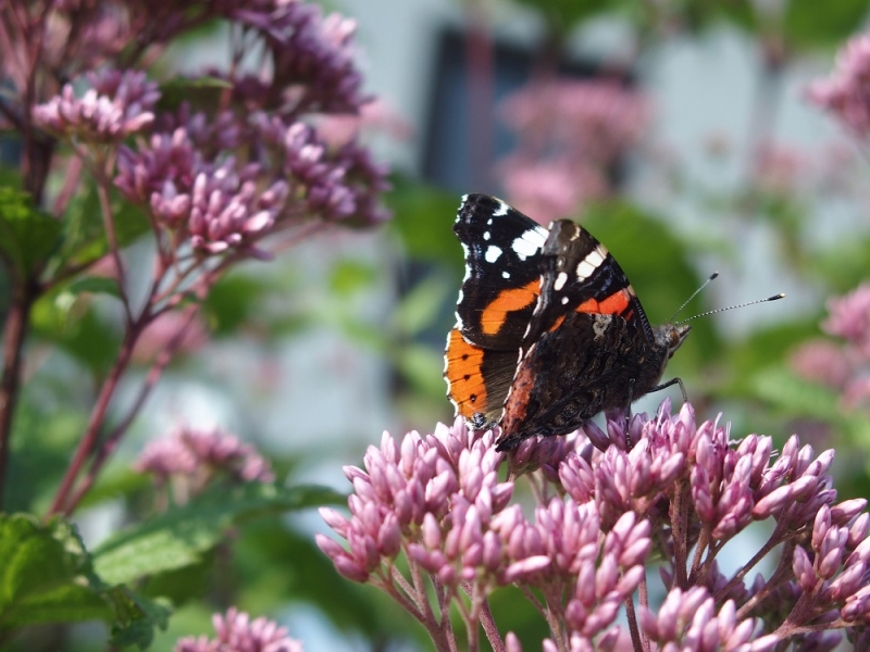 Galuk-замечательную путешественницу и многодетную маму с Днем варенья!