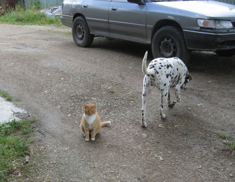 Кошки в нашей жизни. Кошки и все, что с ними связано.