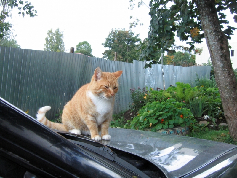 Кошки в нашей жизни. Кошки и все, что с ними связано.