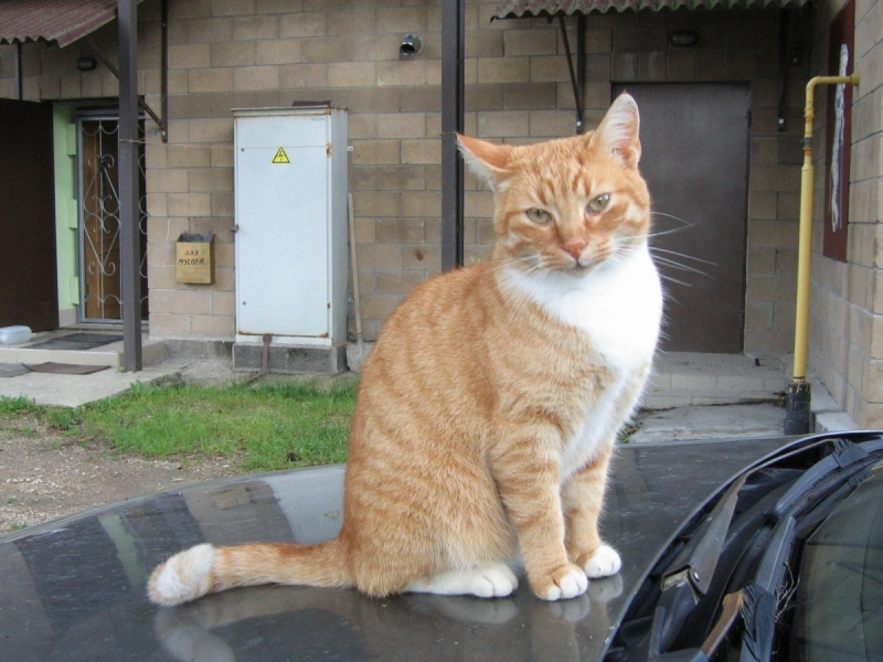 Кошки в нашей жизни. Кошки и все, что с ними связано.