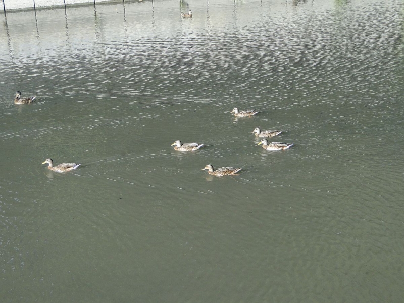 Крымский Fly@Drive