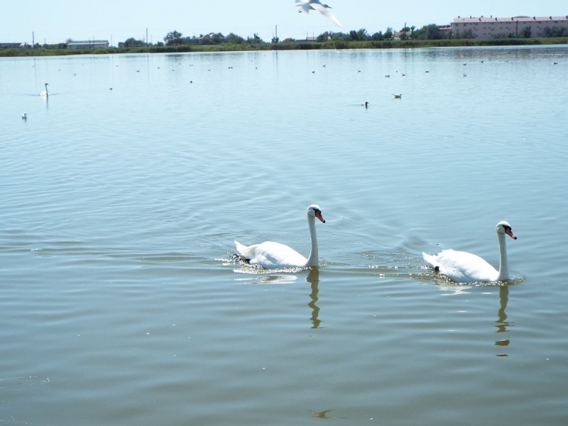 Крымский Fly@Drive