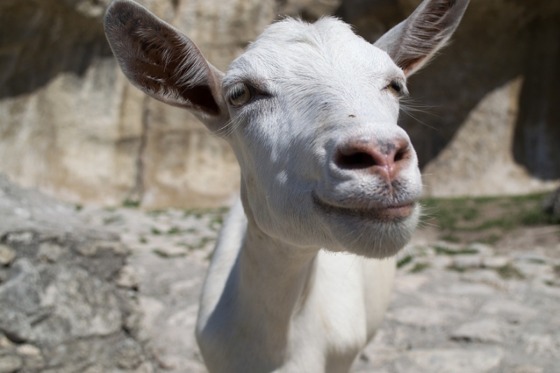 Крымский Fly@Drive