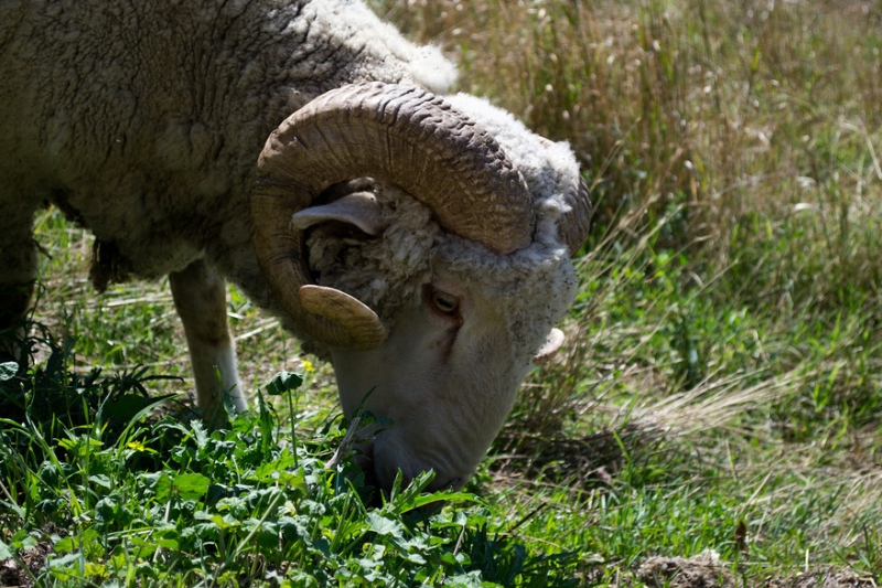 Крымский Fly@Drive