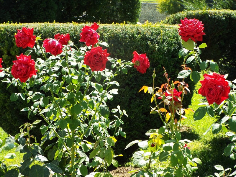 Крымский Fly@Drive