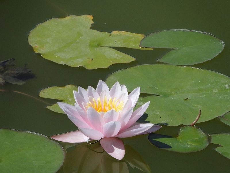 Крымский Fly@Drive