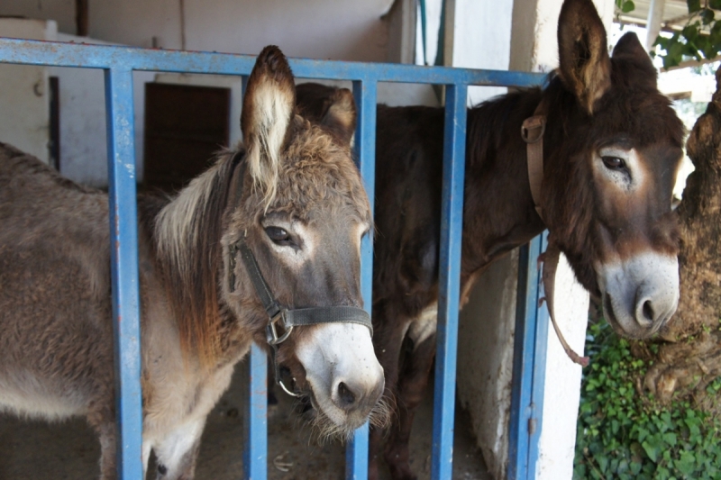 Позитивный Крит