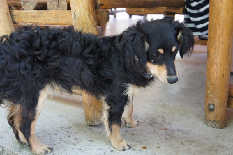 Позитивный Крит