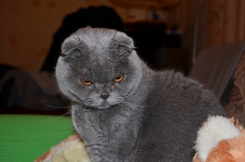 Кошки в нашей жизни. Кошки и все, что с ними связано.