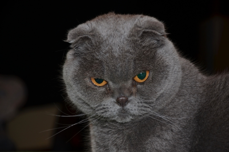 Кошки в нашей жизни. Кошки и все, что с ними связано.