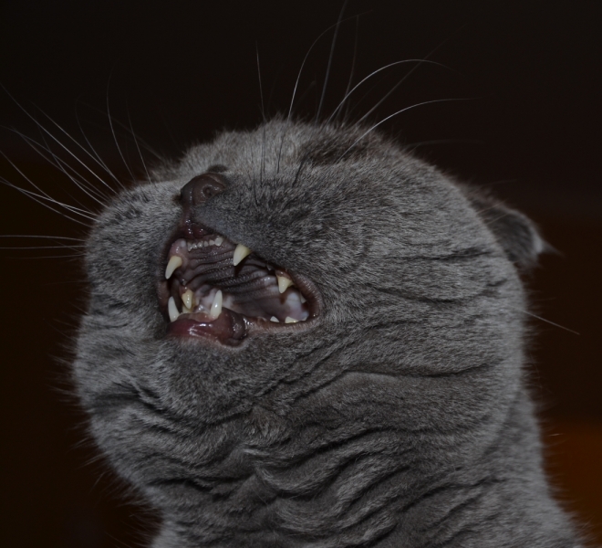 Кошки в нашей жизни. Кошки и все, что с ними связано.