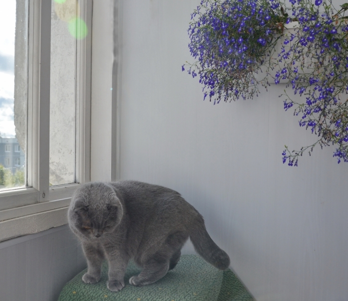 Кошки в нашей жизни. Кошки и все, что с ними связано.