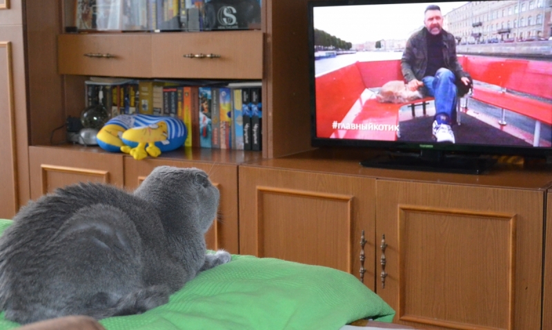 Кошки в нашей жизни. Кошки и все, что с ними связано.