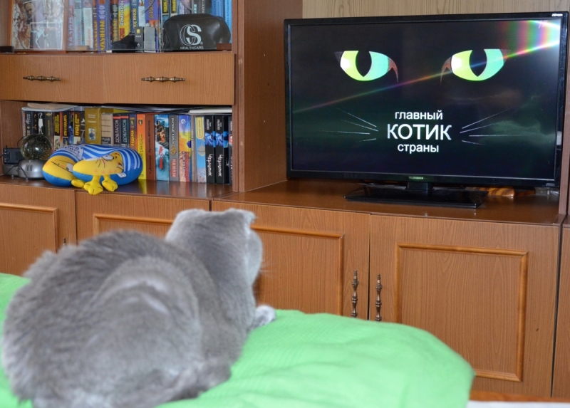 Кошки в нашей жизни. Кошки и все, что с ними связано.