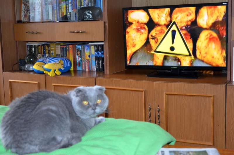 Кошки в нашей жизни. Кошки и все, что с ними связано.