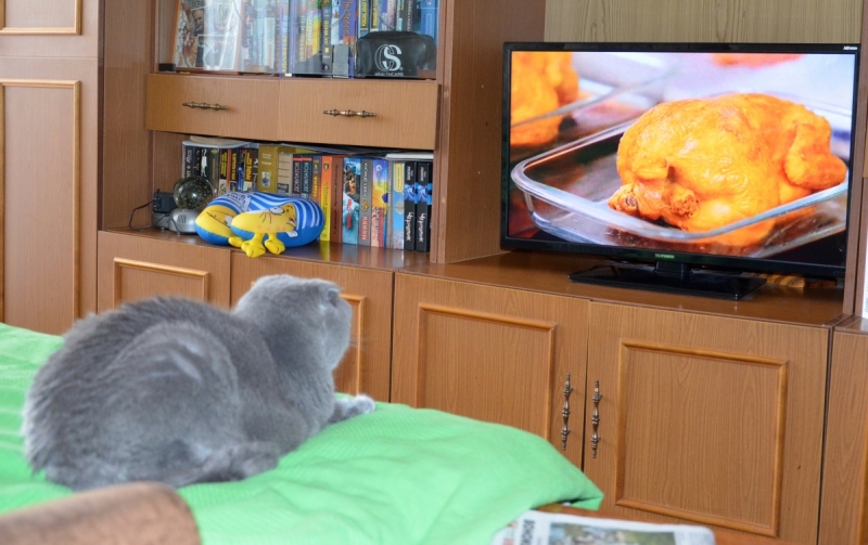 Кошки в нашей жизни. Кошки и все, что с ними связано.