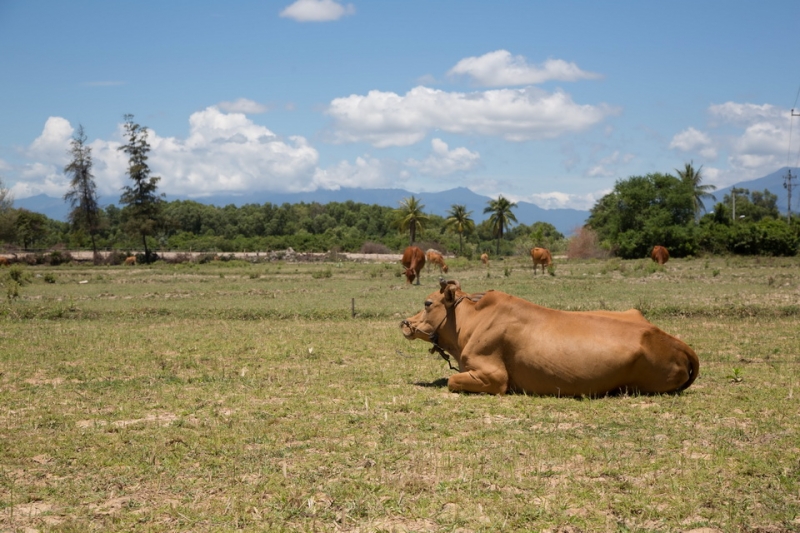 Вьетнам- красивая страна страданий