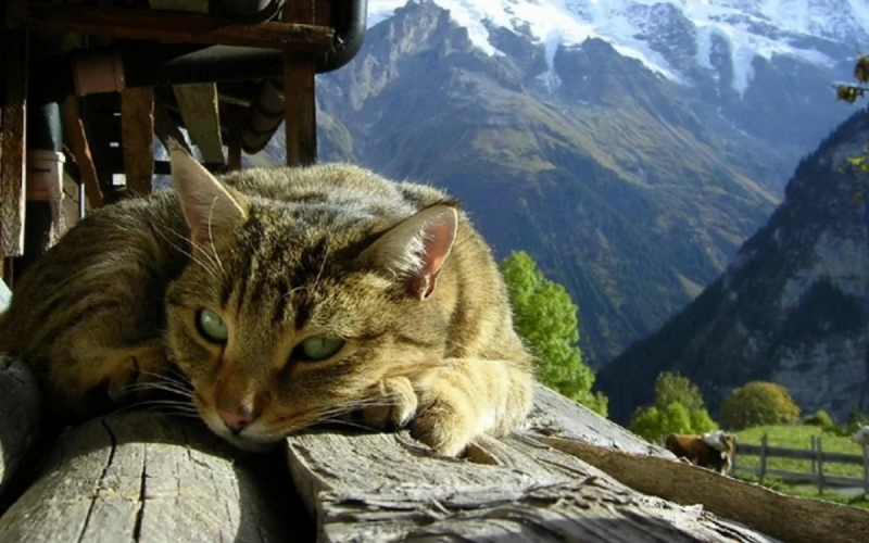 Кошки в нашей жизни. Кошки и все, что с ними связано.