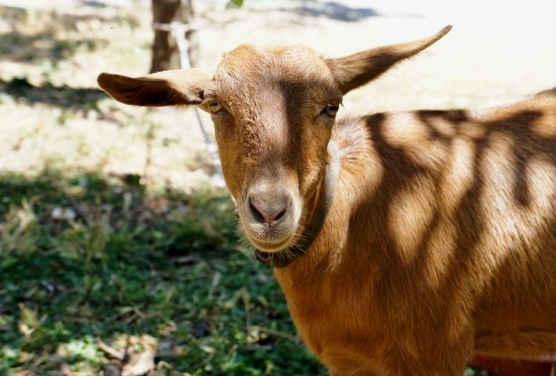 Позитивный Крит