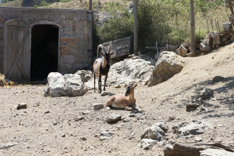 Позитивный Крит