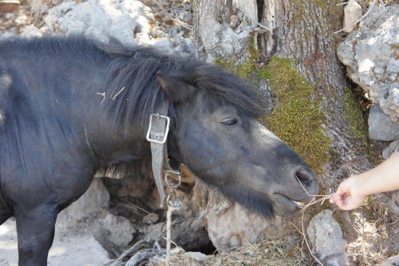 Позитивный Крит