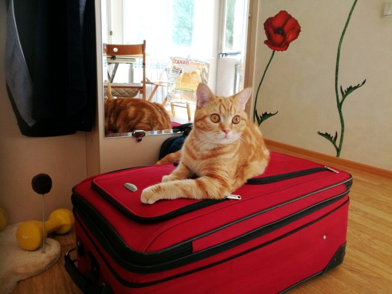 Кошки в нашей жизни. Кошки и все, что с ними связано.