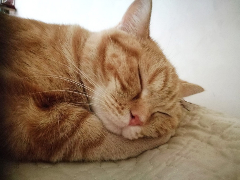 Кошки в нашей жизни. Кошки и все, что с ними связано.