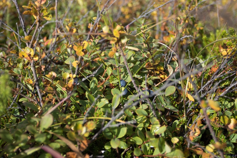 Вокруг Исландии в погоне за солнцем (2 недели на кемпере, август-сентябрь, 2017)