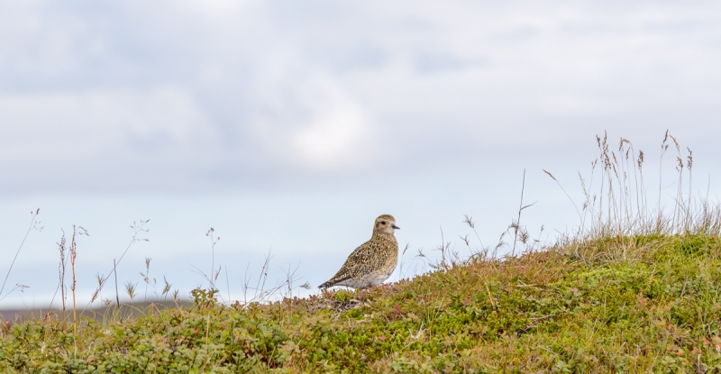 Вокруг Исландии в погоне за солнцем (2 недели на кемпере, август-сентябрь, 2017)