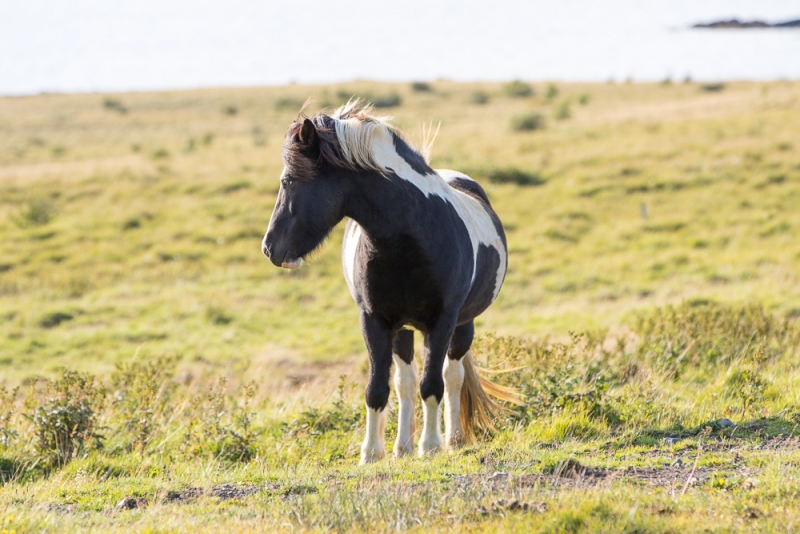 Вокруг Исландии в погоне за солнцем (2 недели на кемпере, август-сентябрь, 2017)