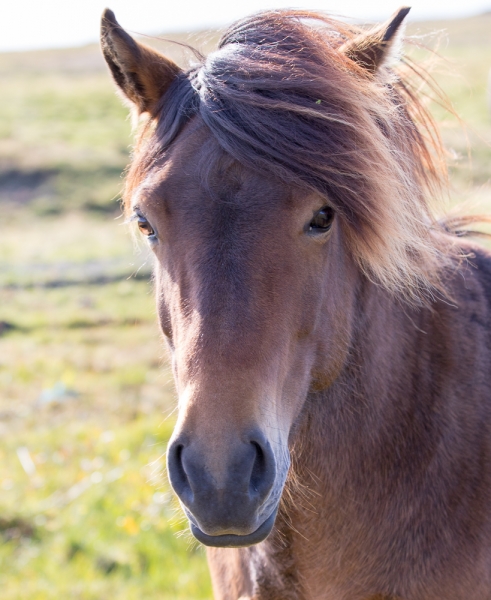 Вокруг Исландии в погоне за солнцем (2 недели на кемпере, август-сентябрь, 2017)
