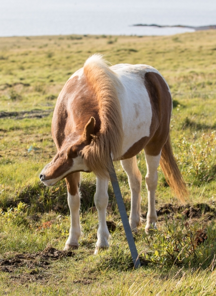 Вокруг Исландии в погоне за солнцем (2 недели на кемпере, август-сентябрь, 2017)