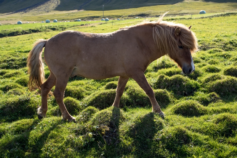 Вокруг Исландии в погоне за солнцем (2 недели на кемпере, август-сентябрь, 2017)