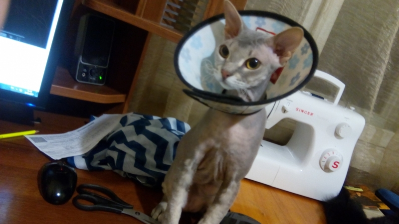 Кошки в нашей жизни. Кошки и все, что с ними связано.