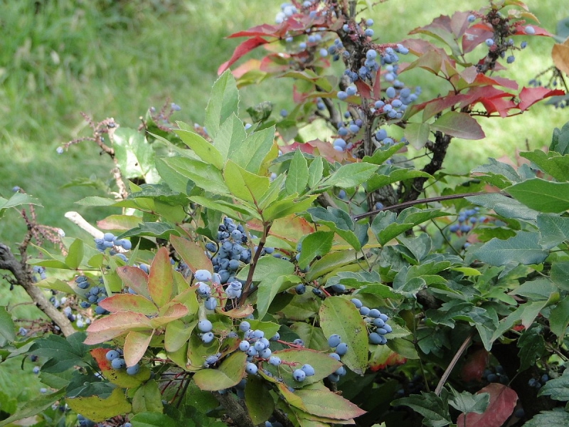 Крымский Fly@Drive