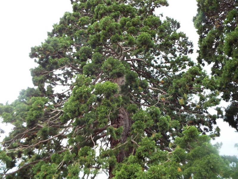 Крымский Fly@Drive