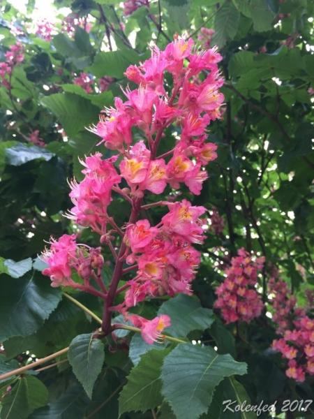 Юбилейный  автотрип  в Европу – весна 2017,