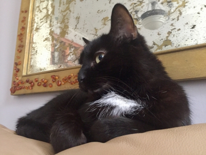 Кошки в нашей жизни. Кошки и все, что с ними связано.