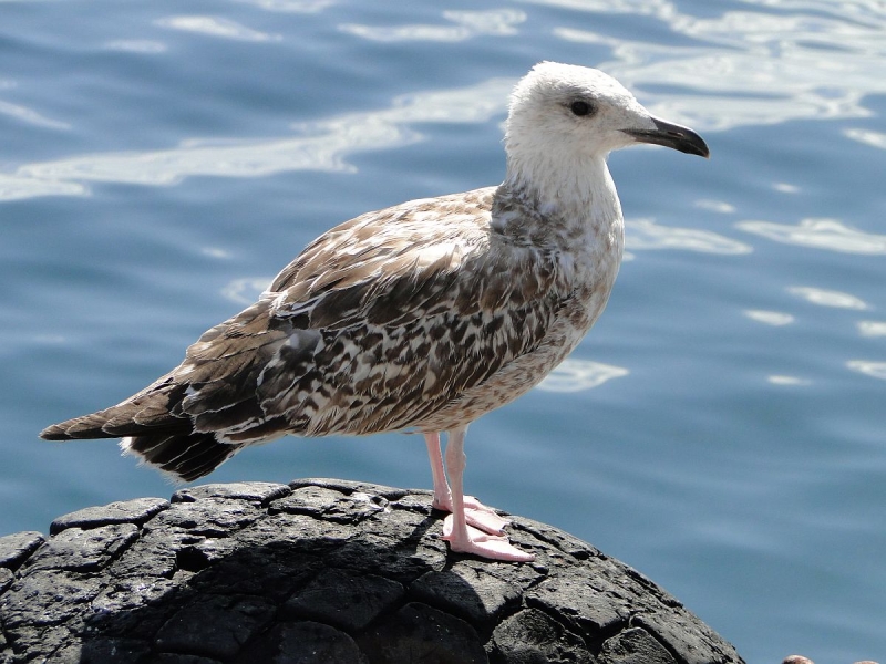 Крымский Fly@Drive