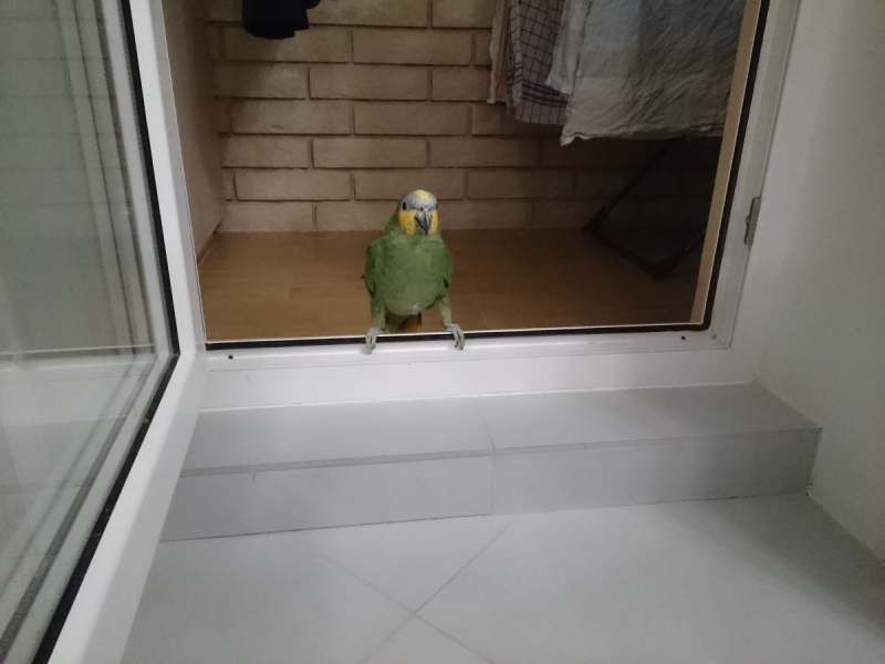 Кошки в нашей жизни. Кошки и все, что с ними связано.