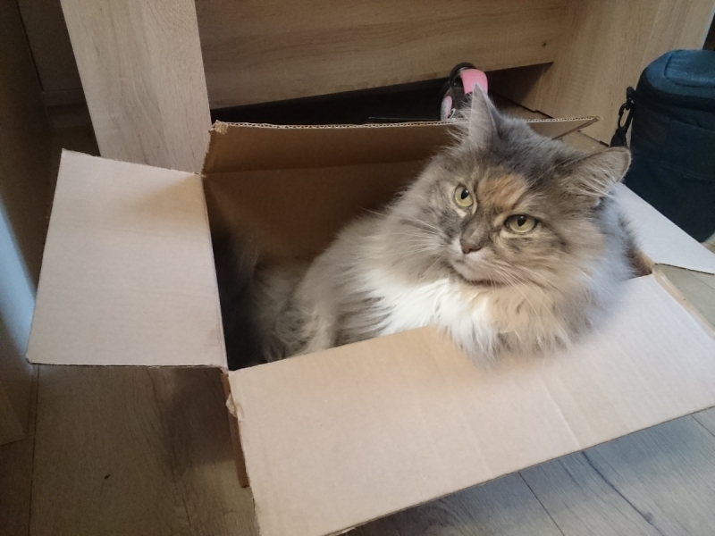 Кошки в нашей жизни. Кошки и все, что с ними связано.