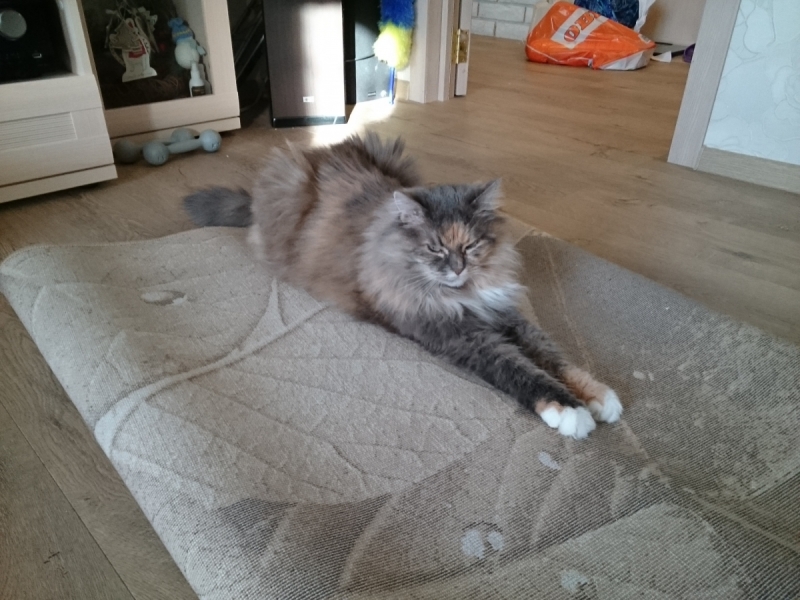 Кошки в нашей жизни. Кошки и все, что с ними связано.