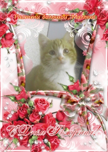 Кошки в нашей жизни. Кошки и все, что с ними связано.