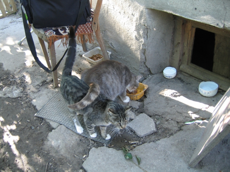 Кошки в нашей жизни. Кошки и все, что с ними связано.
