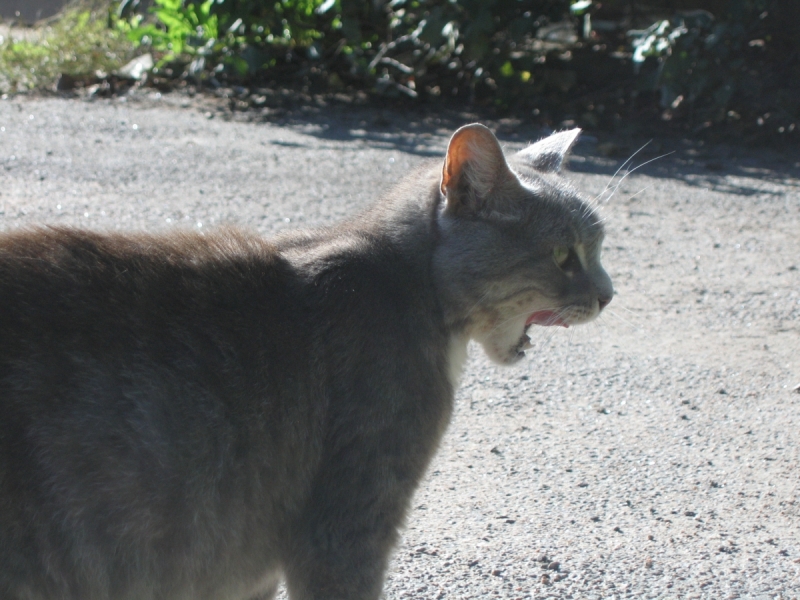 Кошки в нашей жизни. Кошки и все, что с ними связано.