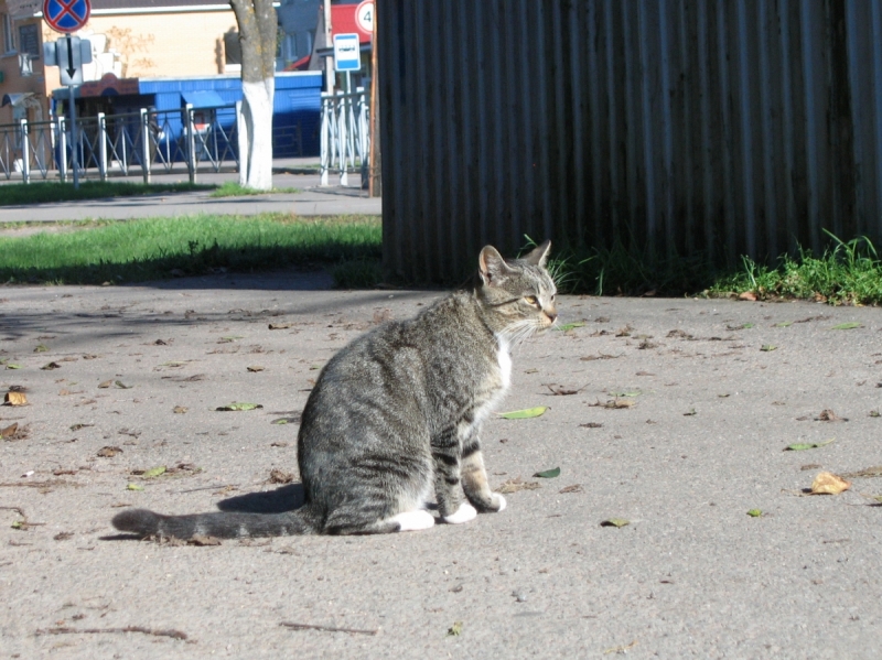 Кошки в нашей жизни. Кошки и все, что с ними связано.